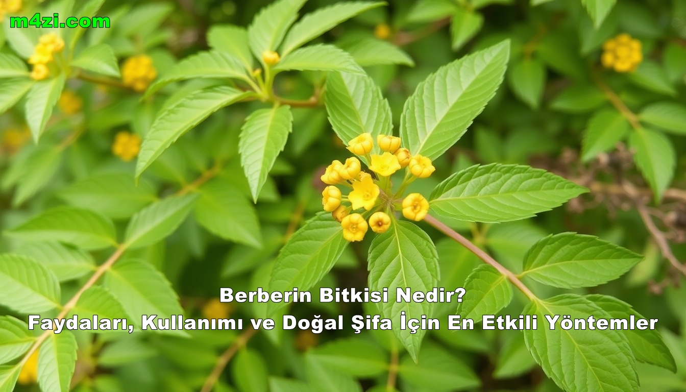 Berberin Bitkisi Nedir? Faydaları, Kullanımı ve Doğal Şifa İçin En Etkili Yöntemler