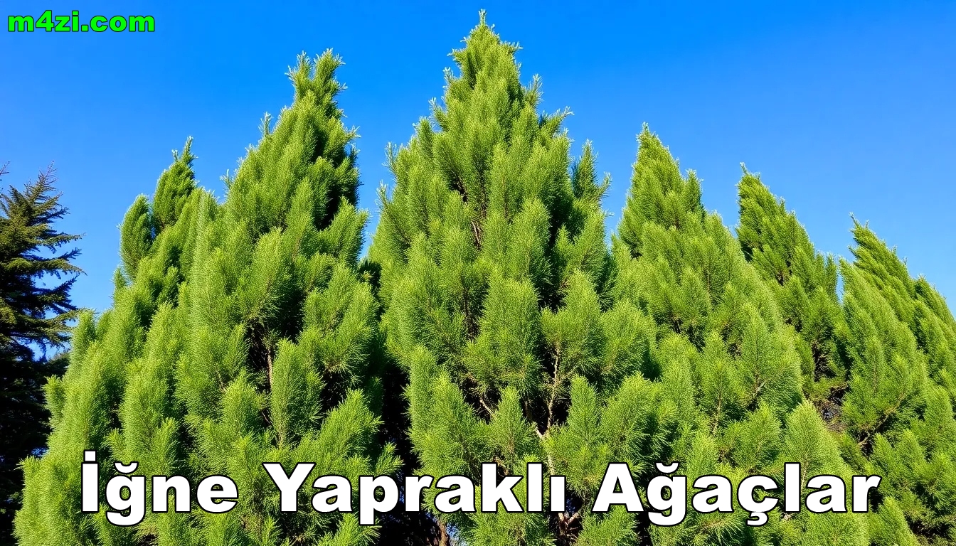 İğne Yapraklı Ağaçlar